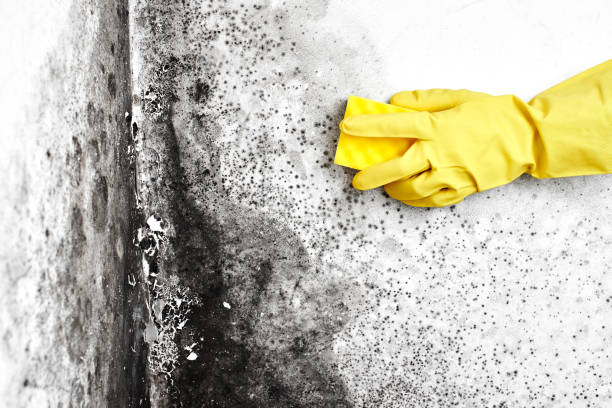 Best Crawl Space Mold Remediation  in Travilah, MD